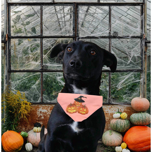 Halsband till hund med halloween motiv pumpa bandana sjal
